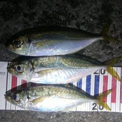 小さなあたりをしっかりと感じて